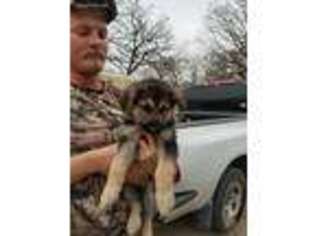 German Shepherd Dog Puppy for sale in Shawnee, OK, USA