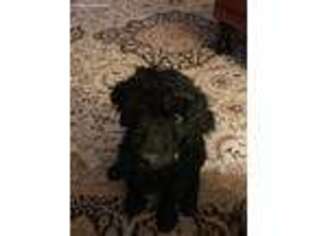 Labradoodle Puppy for sale in Matthews, NC, USA