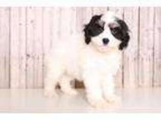 Cavachon Puppy for sale in Columbus, OH, USA