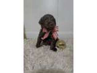 Labradoodle Puppy for sale in Mount Vernon, OH, USA