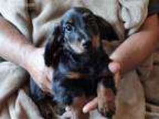 Dachshund Puppy for sale in Elbert, CO, USA