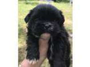 Mutt Puppy for sale in Enid, MS, USA