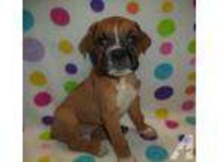 Boxer Puppy for sale in ROLLA, MO, USA