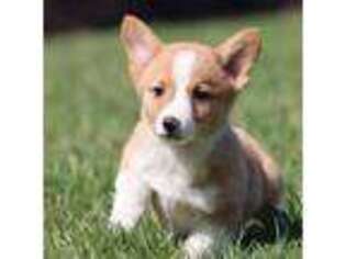 Pembroke Welsh Corgi Puppy for sale in Raleigh, NC, USA