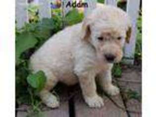 Labradoodle Puppy for sale in Wellman, IA, USA