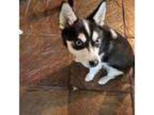 Alaskan Klee Kai Puppy for sale in Bellingham, WA, USA