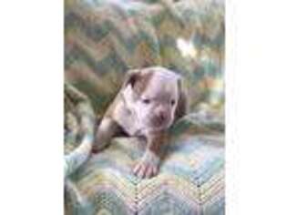 Olde English Bulldogge Puppy for sale in Center Point, TX, USA