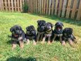 German Shepherd Dog Puppy for sale in Houston, TX, USA