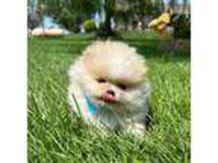 Pomeranian Puppy for sale in Wilmington, IL, USA