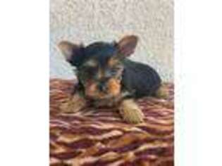 Yorkshire Terrier Puppy for sale in Lake Forest, CA, USA