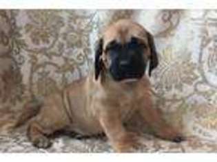 Mastiff Puppy for sale in Columbus, OH, USA