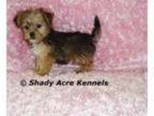 Shorkie Tzu Puppy for sale in Abbeville, GA, USA