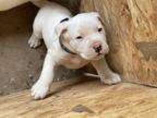 Dogo Argentino Puppy for sale in Odessa, TX, USA