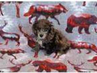 Mutt Puppy for sale in Hudson, SD, USA