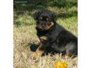 Rottweiler Puppy for sale in Efland, NC, USA