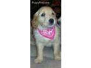 Golden Retriever Puppy for sale in Royse City, TX, USA