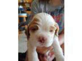 Cocker Spaniel Puppy for sale in Lynchburg, OH, USA