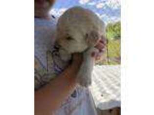 Labradoodle Puppy for sale in Eastman, GA, USA