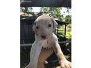 Dalmatian Puppy for sale in Opelika, AL, USA