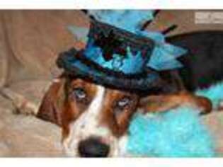 Basset Hound Puppy for sale in Jackson, MS, USA