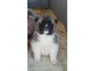 Akita Puppy for sale in Lorimor, IA, USA