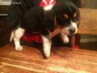 Beagle Puppy for sale in Fayette, OH, USA