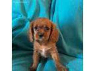 Cavalier King Charles Spaniel Puppy for sale in Free Soil, MI, USA