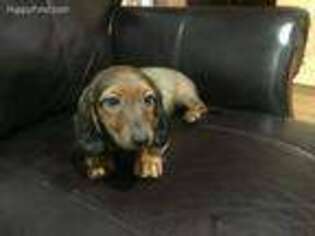 Dachshund Puppy for sale in Nashville, TN, USA