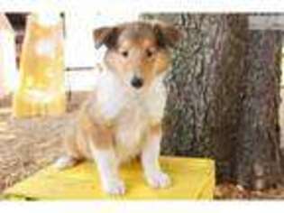 Collie Puppy for sale in Lancaster, PA, USA