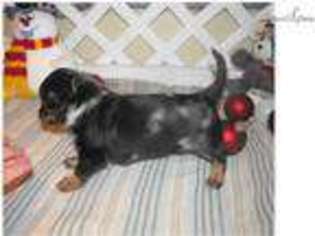 Dachshund Puppy for sale in Fort Worth, TX, USA