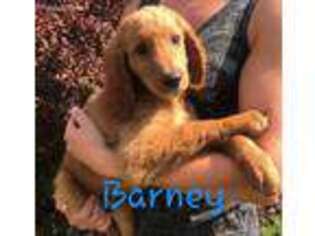 Goldendoodle Puppy for sale in Minerva, OH, USA