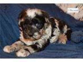Cavapoo Puppy for sale in Wichita, KS, USA