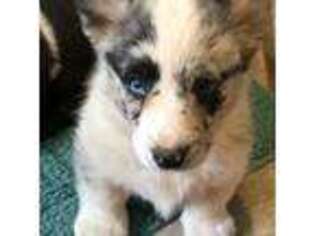 Cardigan Welsh Corgi Puppy for sale in Knoxville, TN, USA