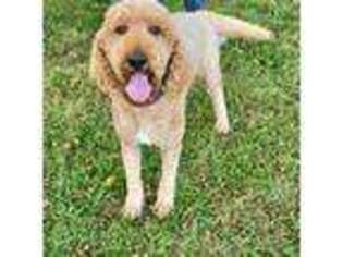 Goldendoodle Puppy for sale in Summerville, GA, USA
