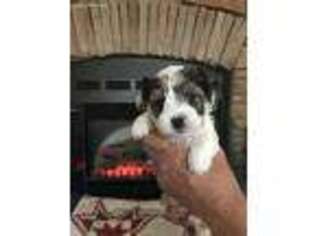 Biewer Terrier Puppy for sale in Salt Lick, KY, USA