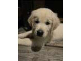 Golden Retriever Puppy for sale in Monmouth Junction, NJ, USA
