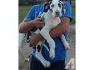 Great Dane Puppy for sale in PHOENIX, AZ, USA