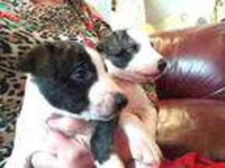 Whippet Puppy for sale in Lampasas, TX, USA