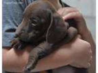Dachshund Puppy for sale in Atwood, IL, USA