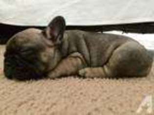 French Bulldog Puppy for sale in OCEANSIDE, CA, USA