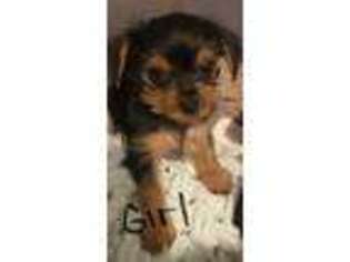 Yorkshire Terrier Puppy for sale in Barker, NY, USA
