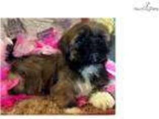 Lhasa Apso Puppy for sale in Jacksonville, FL, USA