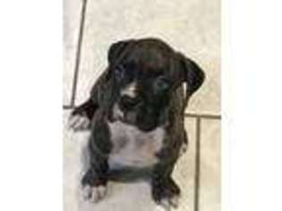 Boxer Puppy for sale in Van Etten, NY, USA