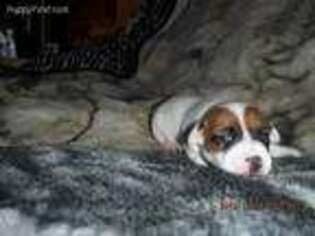 Jack Russell Terrier Puppy for sale in Minatare, NE, USA