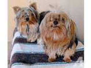 Yorkshire Terrier Puppy for sale in DEMING, NM, USA