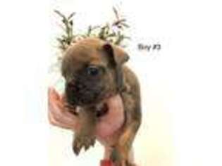 French Bulldog Puppy for sale in Temple, GA, USA