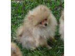 Pomeranian Puppy for sale in Claxton, GA, USA