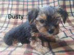 Yorkshire Terrier Puppy for sale in Batesburg, SC, USA