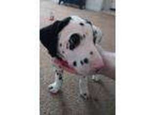 Dalmatian Puppy for sale in Marysville, CA, USA