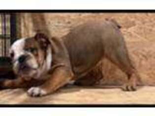 Bulldog Puppy for sale in Murfreesboro, TN, USA